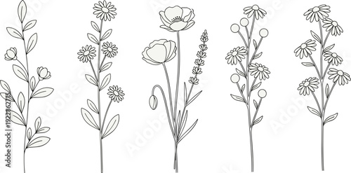 Botanical line art illustration set featuring hand drawn wildflowers, floral branches, poppies, daisies, lavender, and minimalist organic garden plant vector graphics.