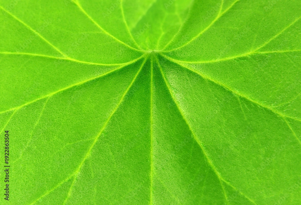 Obraz premium Green Geranium leaf background