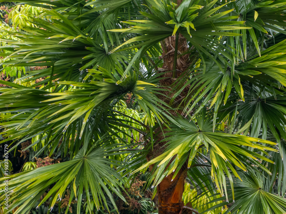 Obraz premium Detailed view of fan palm tree fronds with vibrant green and yellow leaves, tropical foliage background for exotic summer and vacation concepts.