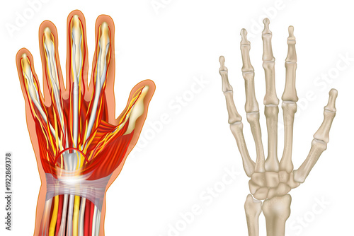 Detailed medical illustration of the human hand. Muscular system, tendons, and nerves, while the other side shows the full skeletal structure including phalanges, metacarpals, and carpal bones. 