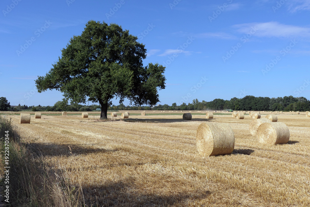 Fototapeta premium Rundballen auf einem Feld