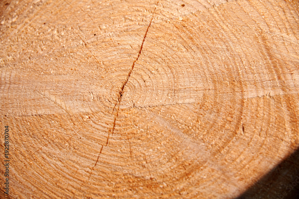 Fototapeta premium Close-up of a Freshly Cut Tree Trunk