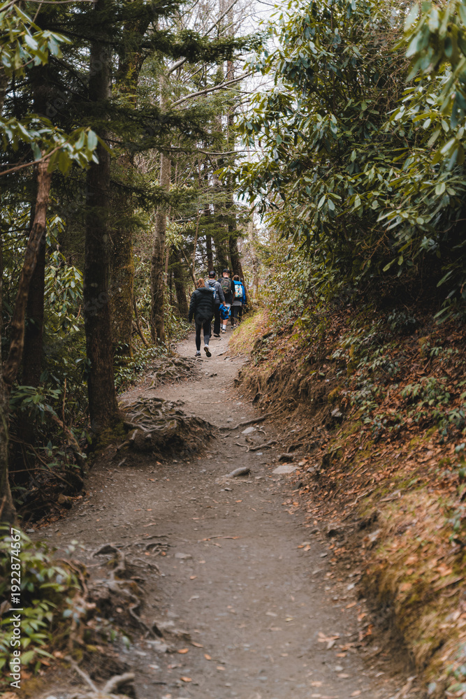 Fototapeta premium Group of hikers walking on a forest trail in the mountains