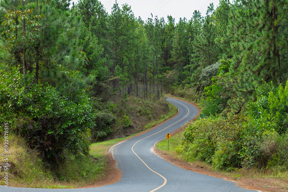 Fototapeta premium Pinos, calles