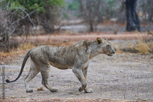 Bilde på lerret African Lion (Panthera leo) wet from recent rain on the prowl in South Luangwa National Park, Zambia