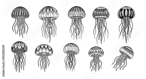 A collection of detailed black and white illustrations depicting various jellyfish