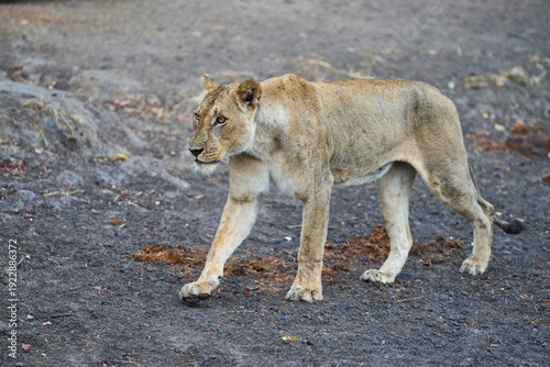 Bilde på lerret African Lion (Panthera leo) wet from recent rain on the prowl in South Luangwa National Park, Zambia