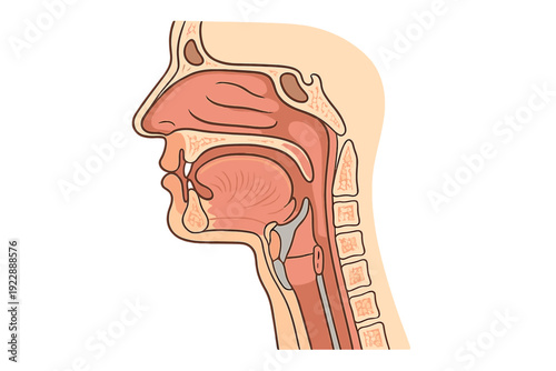 This anatomical diagram displays a sagittal view of the human head and neck, highlighting the nasal passage, oral cavity, tongue, pharynx, and larynx in a clear medical style.