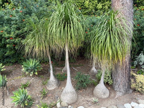 Obraz na plátně Whimsical Ponytail Palms : Large outdoor ponytail palms with bulbous trunks for water storage, featuring a fun and whimsical cartoon-like shape for sustainable landscaping