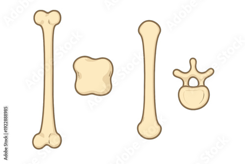 This medical illustration features four distinct types of bones such as a femur and a vertebra, displayed clearly against a dark background to highlight skeletal anatomy and structure.