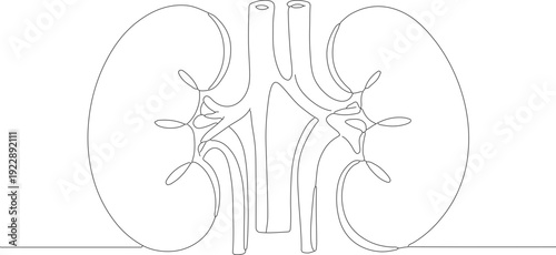 Continuous Line Art Illustration Human Kidney Medical Healthcare Anatomy Organ