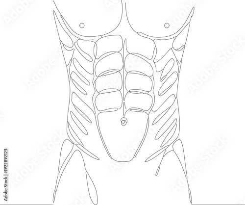 Minimalist Line Art Abdomen Muscle Anatomy Detailed Body Part Illustration