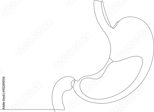Minimalist Line Art Style Human Stomach Anatomy Organ Illustration