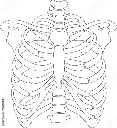 Simple Outline Linear Human Rib Cage Anatomy Illustration Drawing