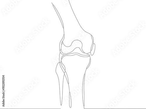 Minimalist Single Line Knee Joint Anatomical Structure Medical Illustration