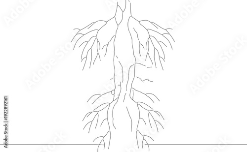 Line Art Simple Human Body Anatomy Roots Tree Illustration