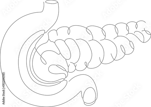 Simple Outline Drawing Pancreas and Duodenum Human Anatomy Illustration
