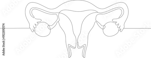 Simple Line Art of Human Uterus and Ovaries Female Anatomy Illustration