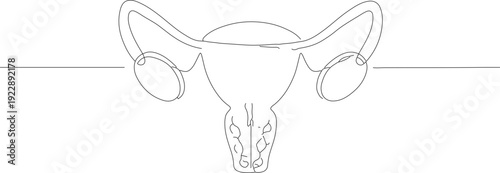 Simple Outline Uterus Female Reproductive System Continuous Line Anatomy Illustration