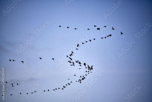 Birds in Serpentine Flight