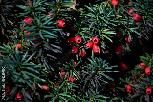 Konstfotografi Vibrant Red Yew Arils