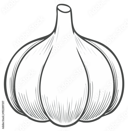 Illustration of a single whole garlic bulb with detailed shading lines in a sketch style.