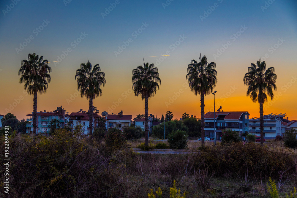 Obraz premium Five tall palm trees in a row as silhouettes against a beautiful gradient sunset sky. Evening coastal town landscape with houses in the background. Scenic dusk in Side, Turkey.