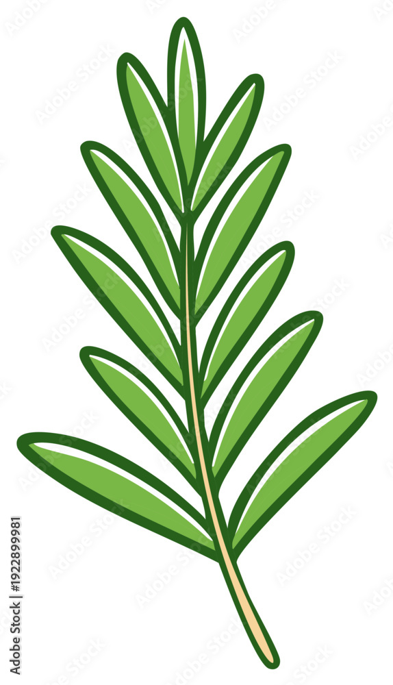 Fototapeta premium Stylized green rosemary branch with outline illustration