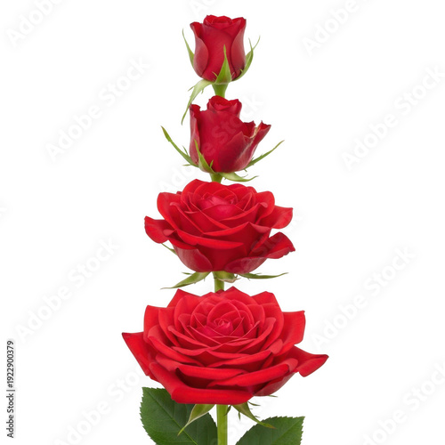 A stem with three red roses stacked vertically
