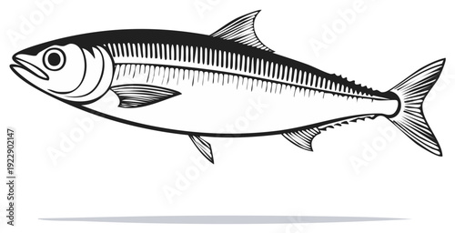 Detailed Illustration of a Mackerel Fish Isolated on White Background