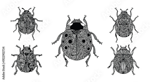 Vintage illustration of five spotted beetles in a scientific style