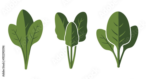 Spinach leaf Line minimal abstract design illustration
