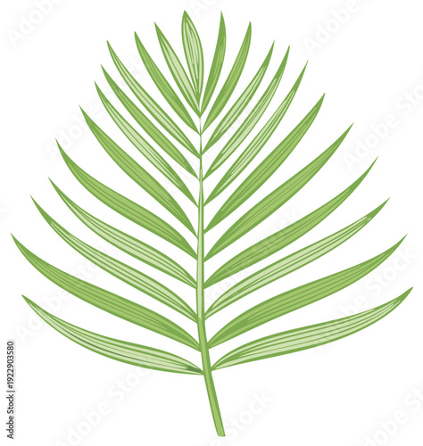 Green palm frond with delicate striped leaves isolated on a white background