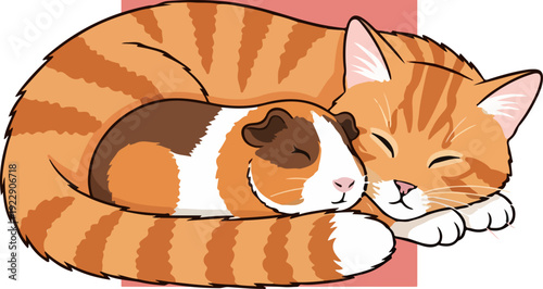 Adorable orange tabby cat and guinea pig sleeping together peacefully.