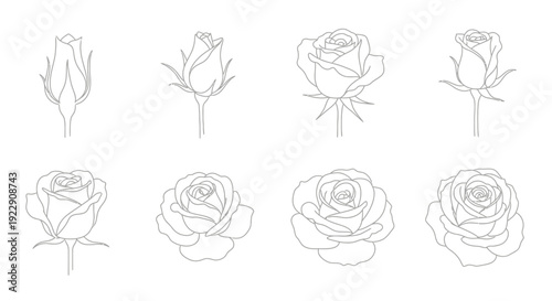 A collection of line art illustrations depicting roses in various stages of bloom from bud to full flower
