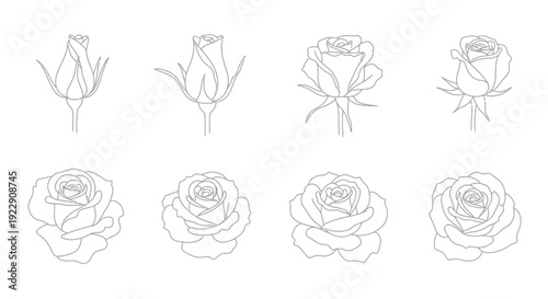A collection of four different rose buds and four fully bloomed roses depicted in minimalist line art style