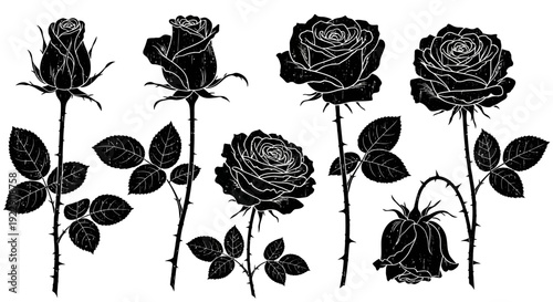 A striking black and white illustration features several roses in varying stages of bloom showcasing delicate petal details high quality professional