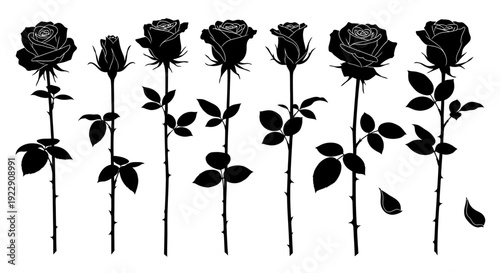 A striking black and white silhouette depicts a collection of roses in various stages of bloom and growth high quality professional