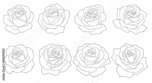 A collection of eight delicately drawn rose outlines presented in a grid like arrangement on a white background high quality