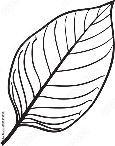 An elegant black feather vector illustration and quill silhouette set isolated on a white background as a natural plume design element for art, writing, and symbolic bird wing decoration