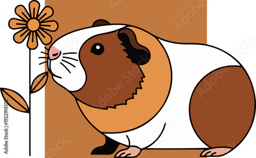 Guinea pig sniffing a flower with a brown and white coat.