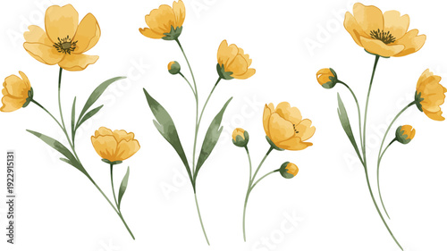Yellow flowers on long stems with green leaves on white background