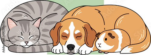 Sleeping Cat, Dog, and Guinea Pig Together in Harmony.