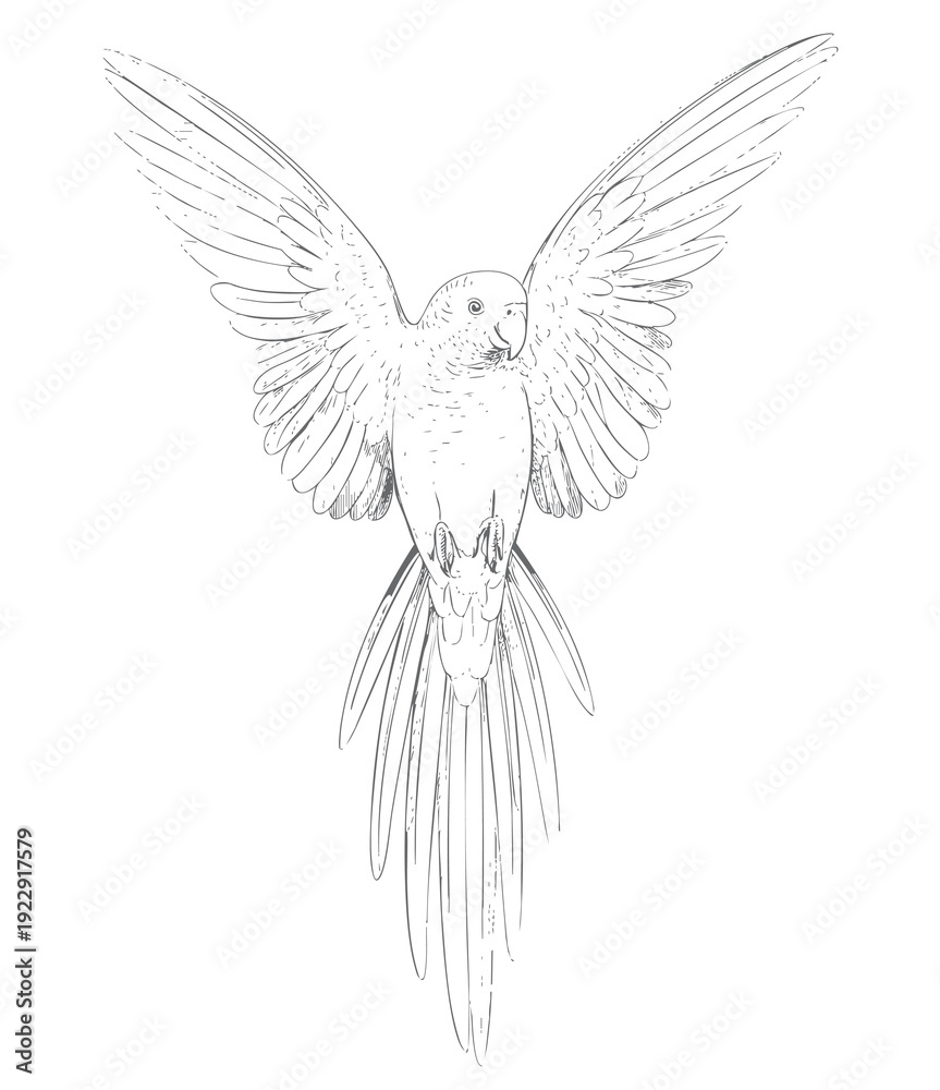 Obraz premium Vintage hand drawn macaw parrot collection in engraving ink sketch style isolated on white background.