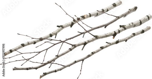 Several natural birch tree branches with distinct white and black bark are arranged diagonally across a plain white background for rustic decoration or crafting.