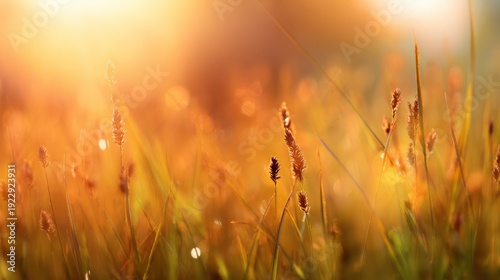 Sunlit grassy meadow with glowing autumn colors at sunset