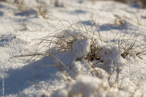 beautiful landscape of the winter trees in a park