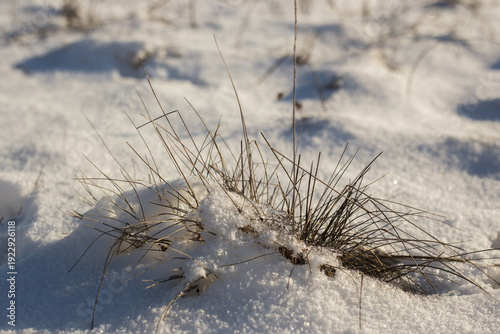 beautiful landscape of the winter trees in a park