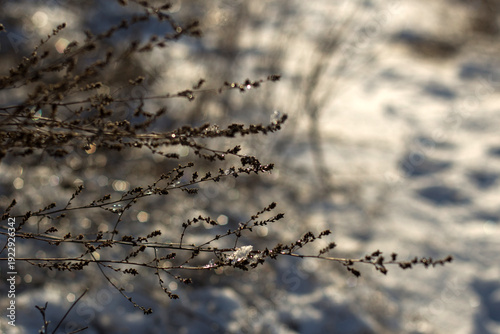 beautiful landscape of the winter trees in a park