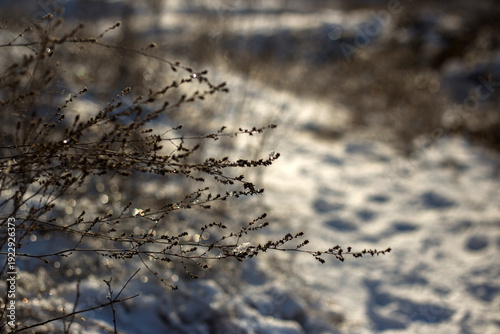 beautiful landscape of the winter trees in a park